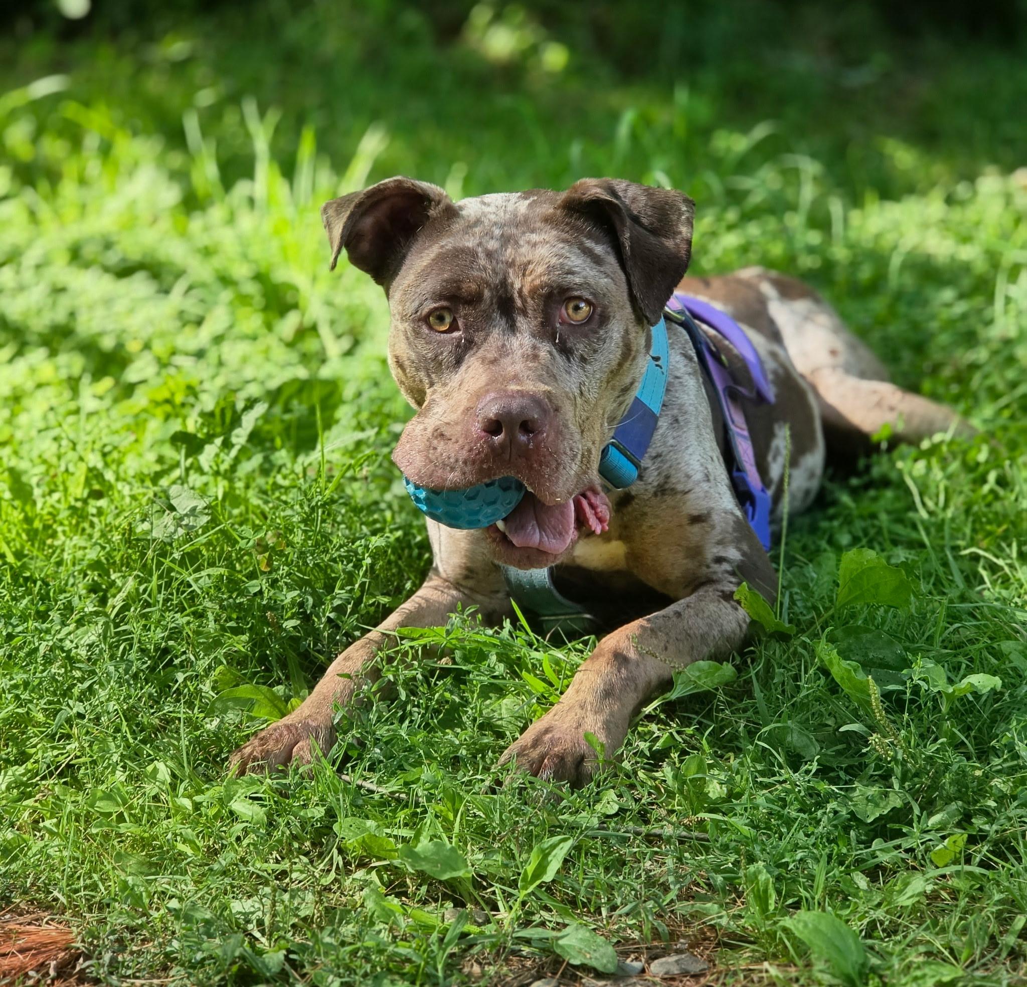 Enlarge Froyo, a Adoptable mixed breed in Vassalboro, ME image 1/3