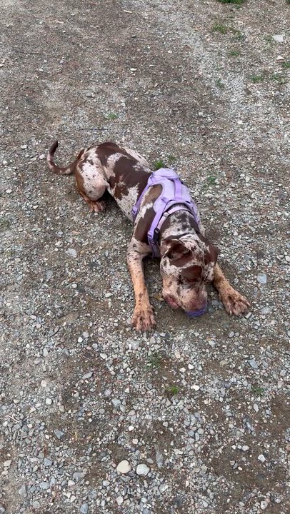 Enlarge Froyo, a Adoptable mixed breed in Vassalboro, ME video 2/3
