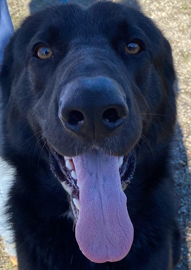 Jester, ADOPTABLE, Adult Male German Shepherd Dog & Black Labrador Retriever.
