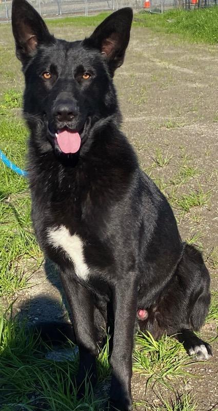 Enlarge Jester, a ADOPTABLE mixed breed in Colusa, CA image 6/6