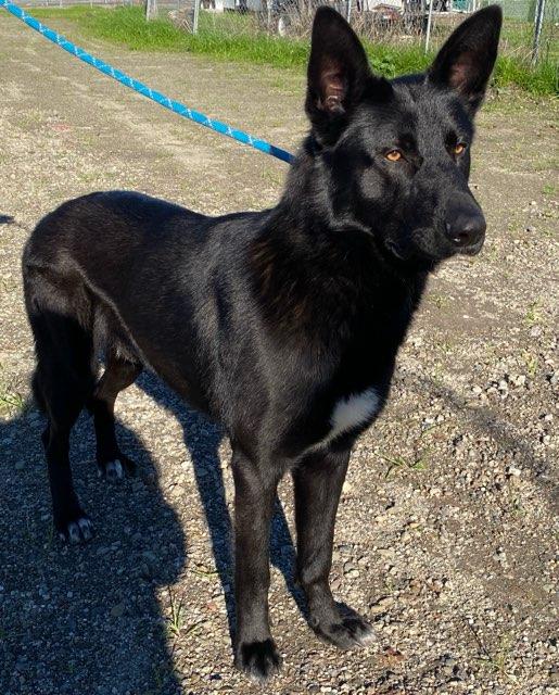 Enlarge Jester, a ADOPTABLE mixed breed in Colusa, CA image 4/6