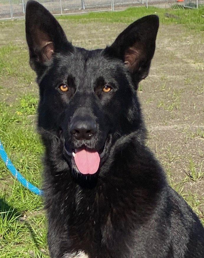 Enlarge Jester, a ADOPTABLE mixed breed in Colusa, CA image 5/6