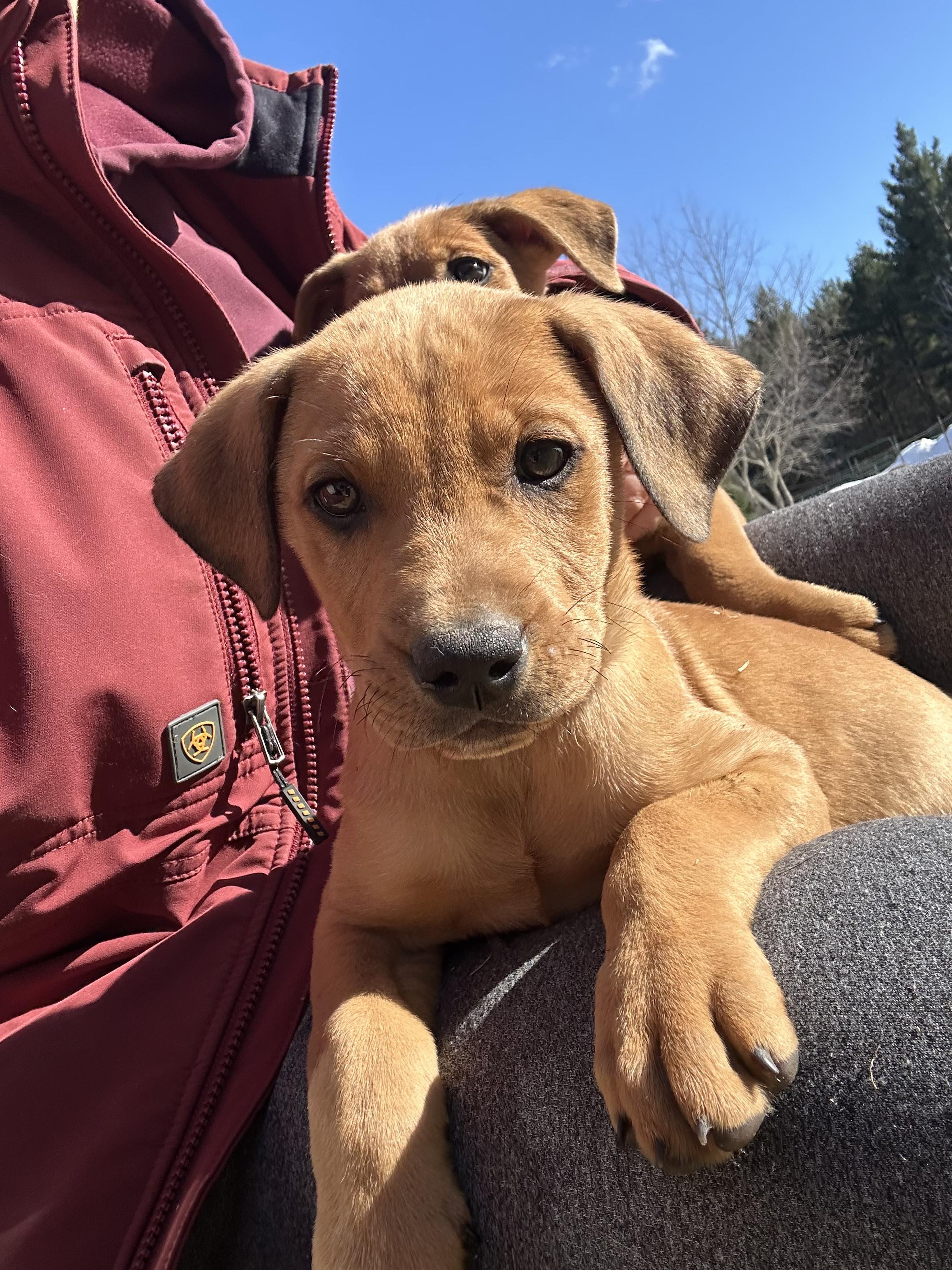 Enlarge Billy, a Adoptable mixed breed in Iron River, MI image 2/4