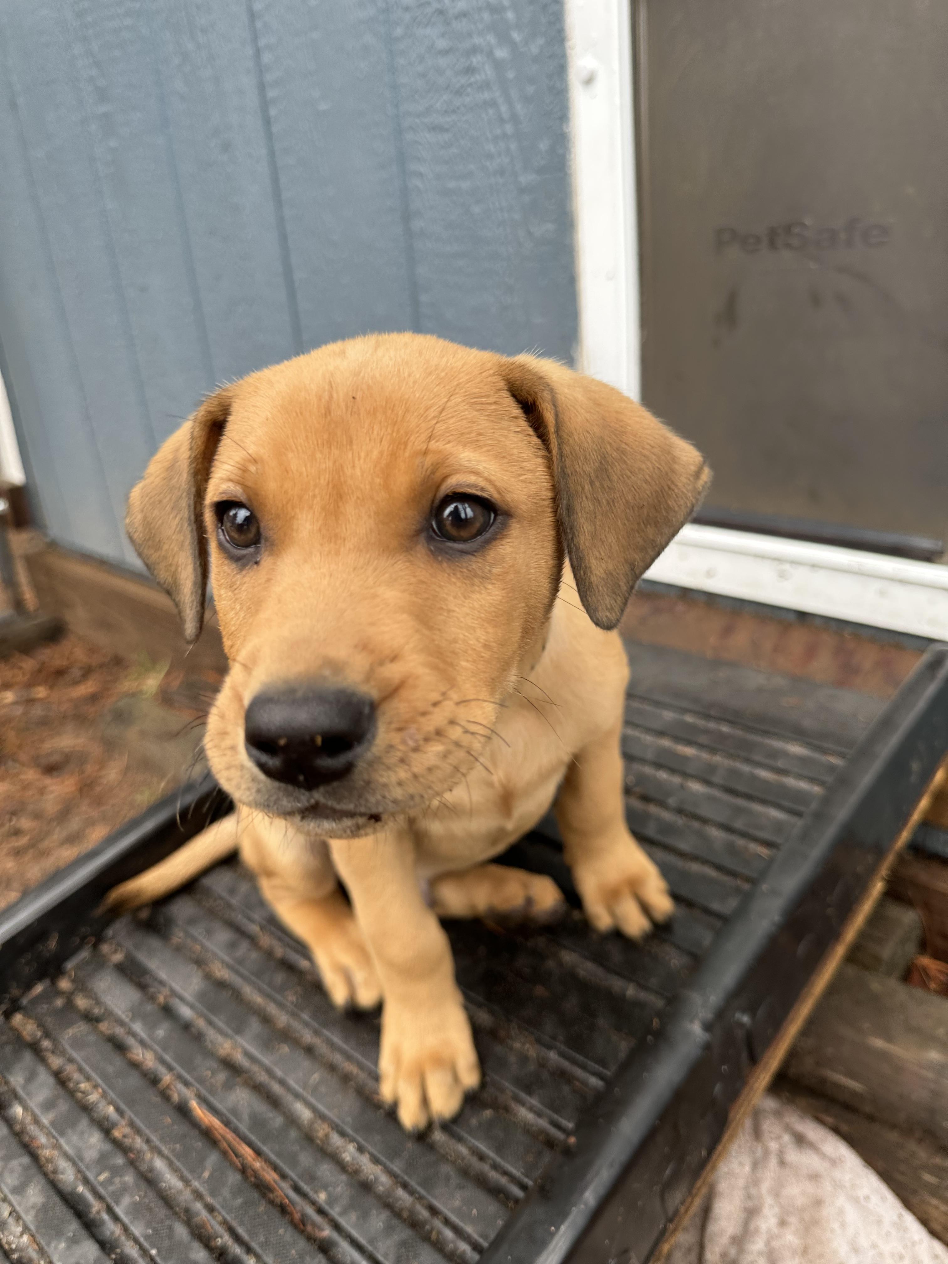 Enlarge Billy, a Adoptable mixed breed in Iron River, MI image 4/4