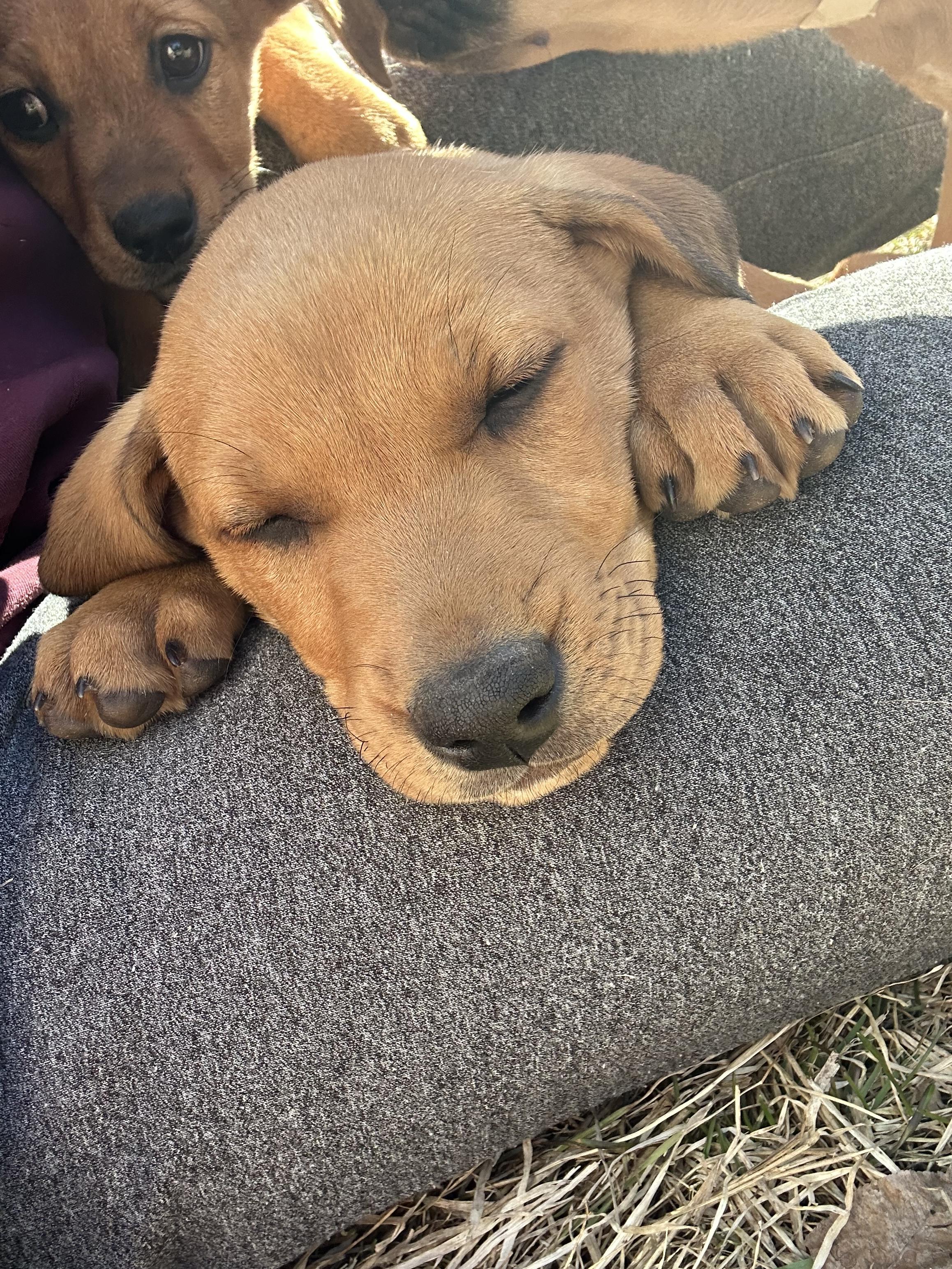 Enlarge Billy, a Adoptable mixed breed in Iron River, MI image 3/4