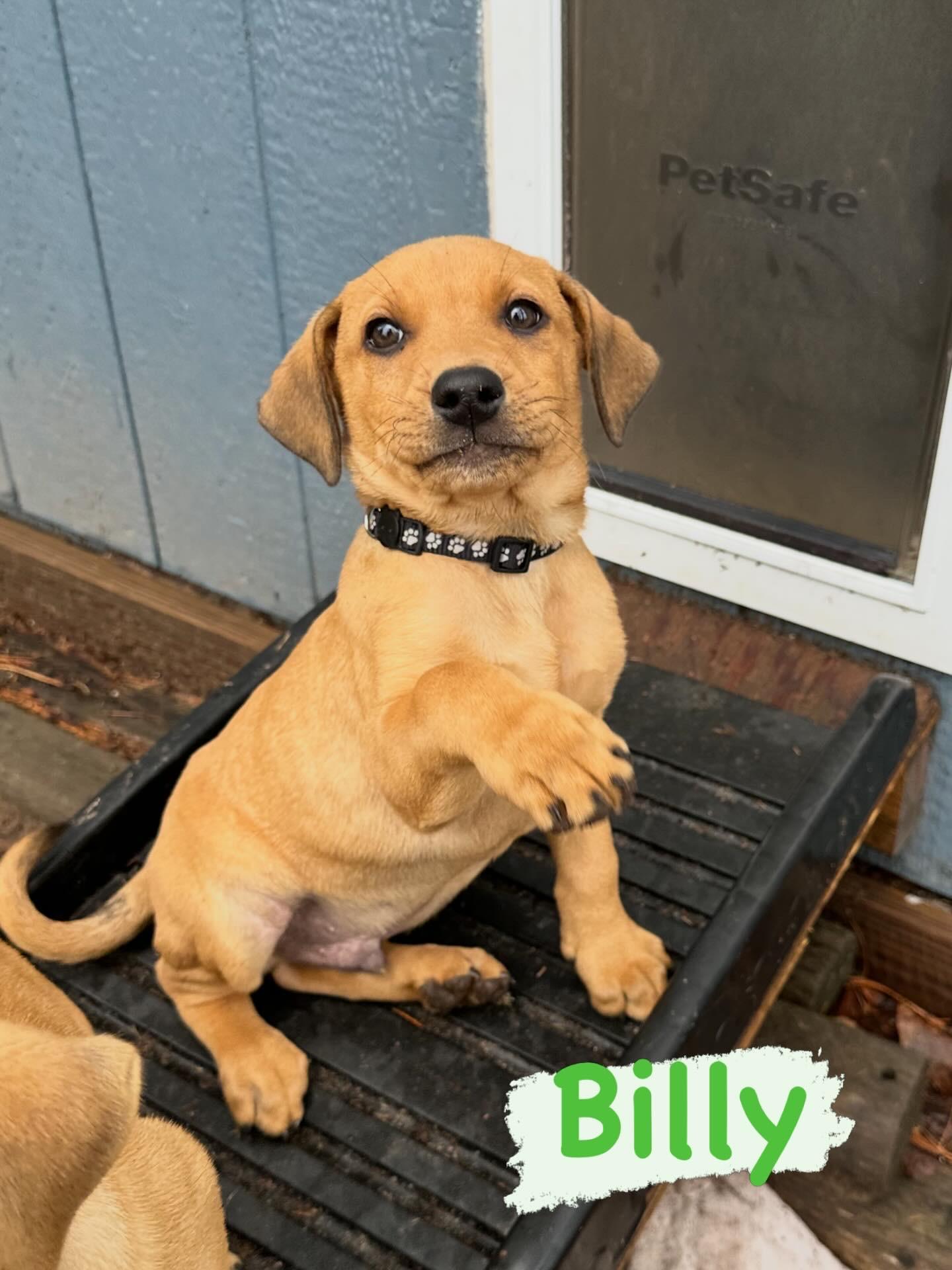 Enlarge Billy, a Adoptable mixed breed in Iron River, MI image 1/4