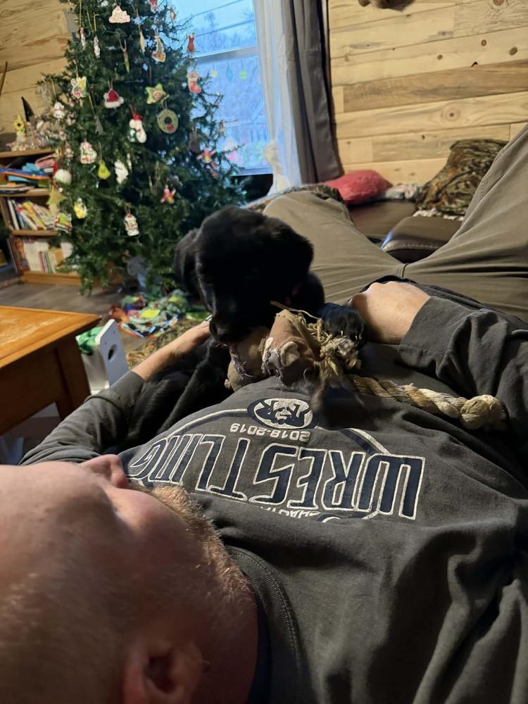 Ziva, Adoptable, Puppy Female Golden Retriever & German Shorthaired Pointer.