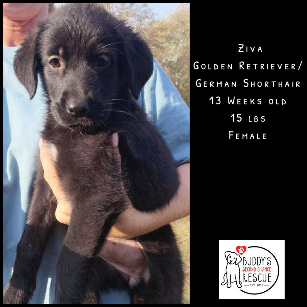 Enlarge Ziva, a Adoptable mixed breed in Amherst, NY image 2/6