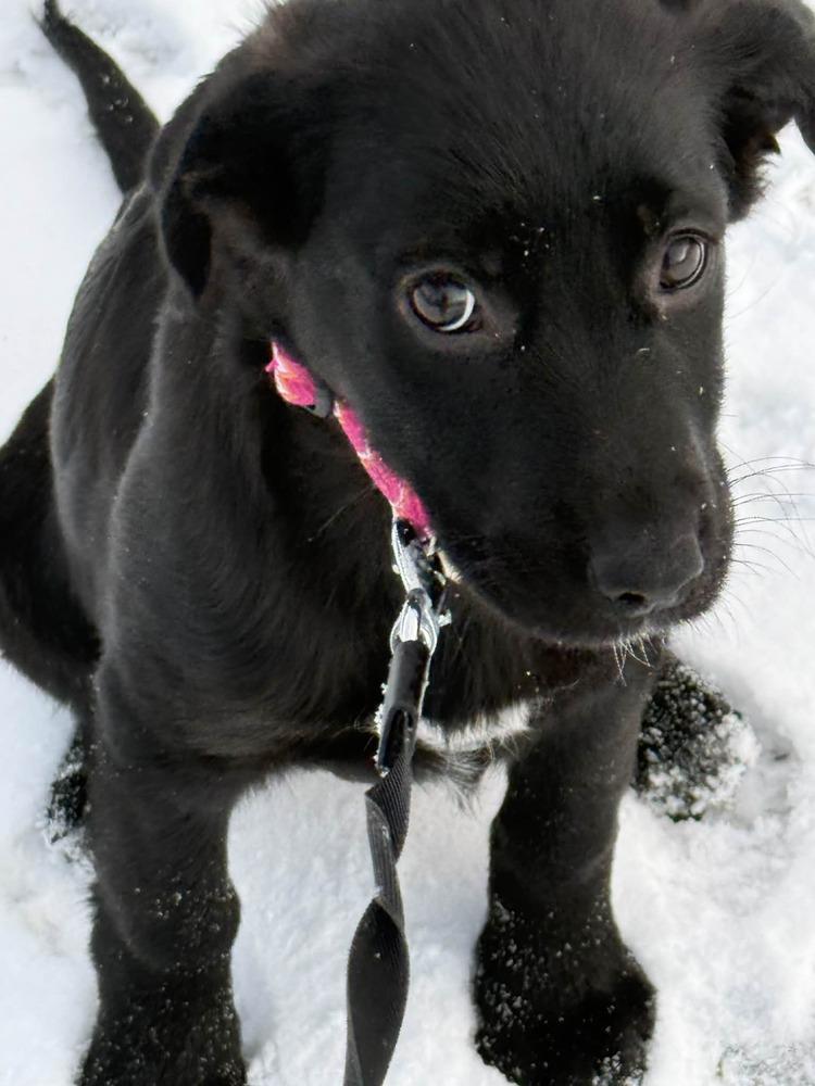 Enlarge Ziva, a Adoptable mixed breed in Amherst, NY image 3/6