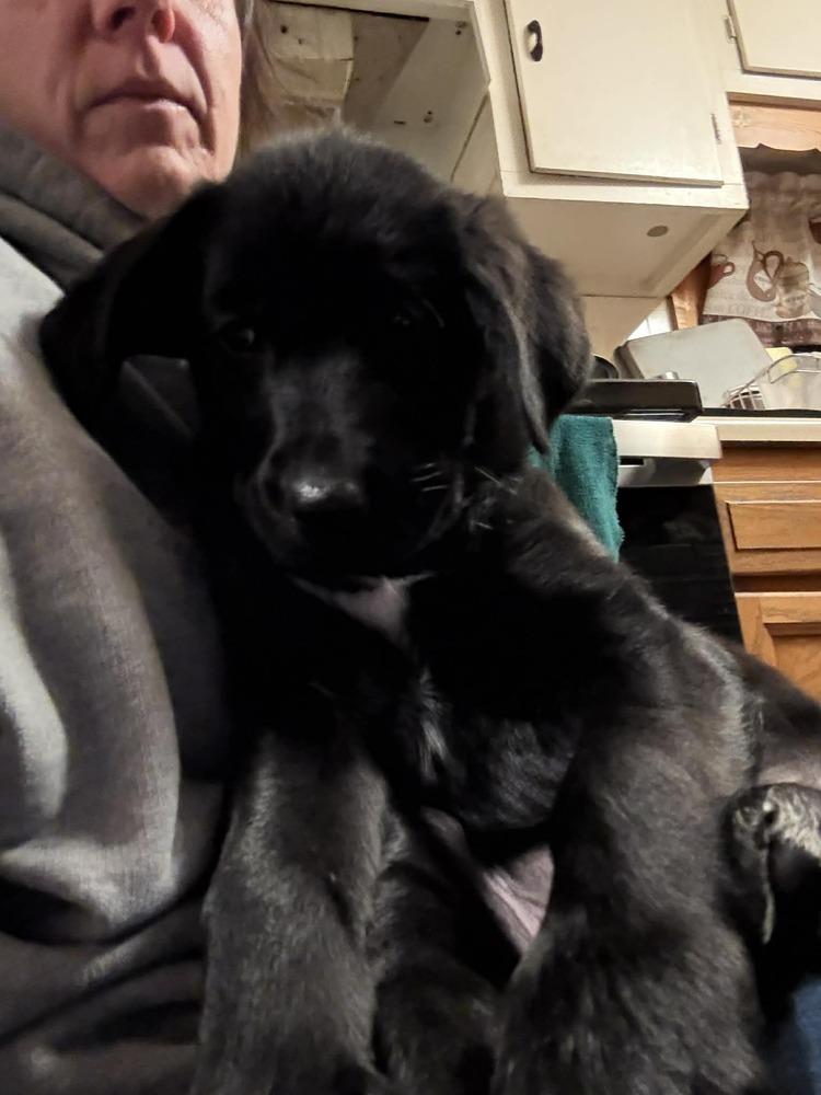 Enlarge Ziva, a Adoptable mixed breed in Amherst, NY image 4/6