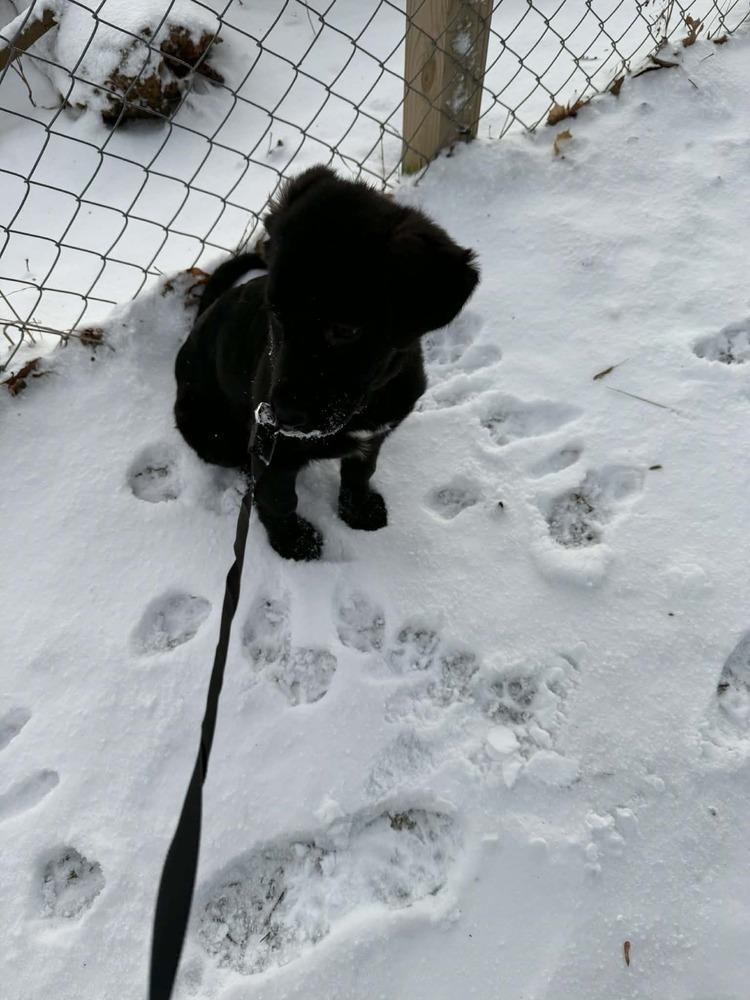 Enlarge Ziva, a Adoptable mixed breed in Amherst, NY image 5/6