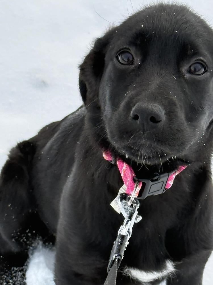 Enlarge Ziva, a Adoptable mixed breed in Amherst, NY image 6/6