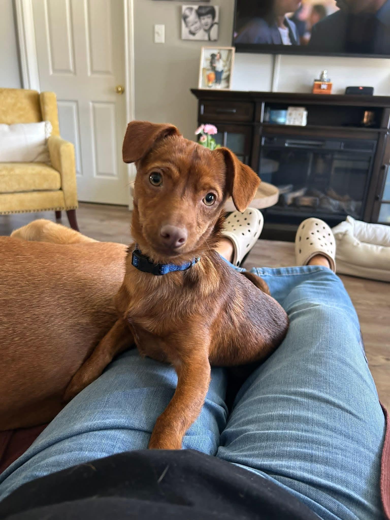 Conan, Adoptable, Young Male Chihuahua & Dachshund.
