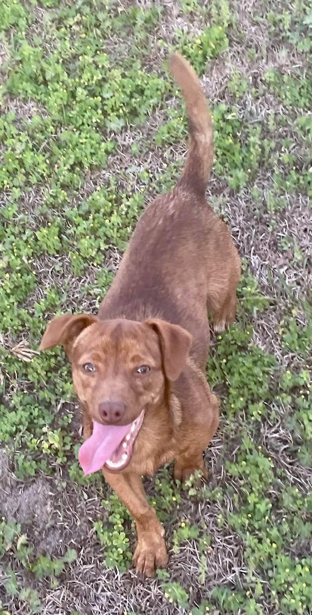 Enlarge Conan, a Adoptable mixed breed in Augusta, ME image 2/2