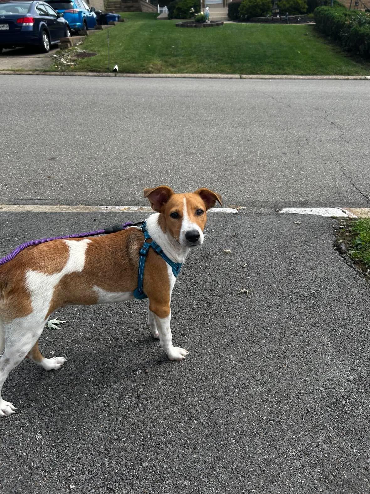 Enlarge Finn, a Adoptable mixed breed in Pittsburg, PA image 2/6