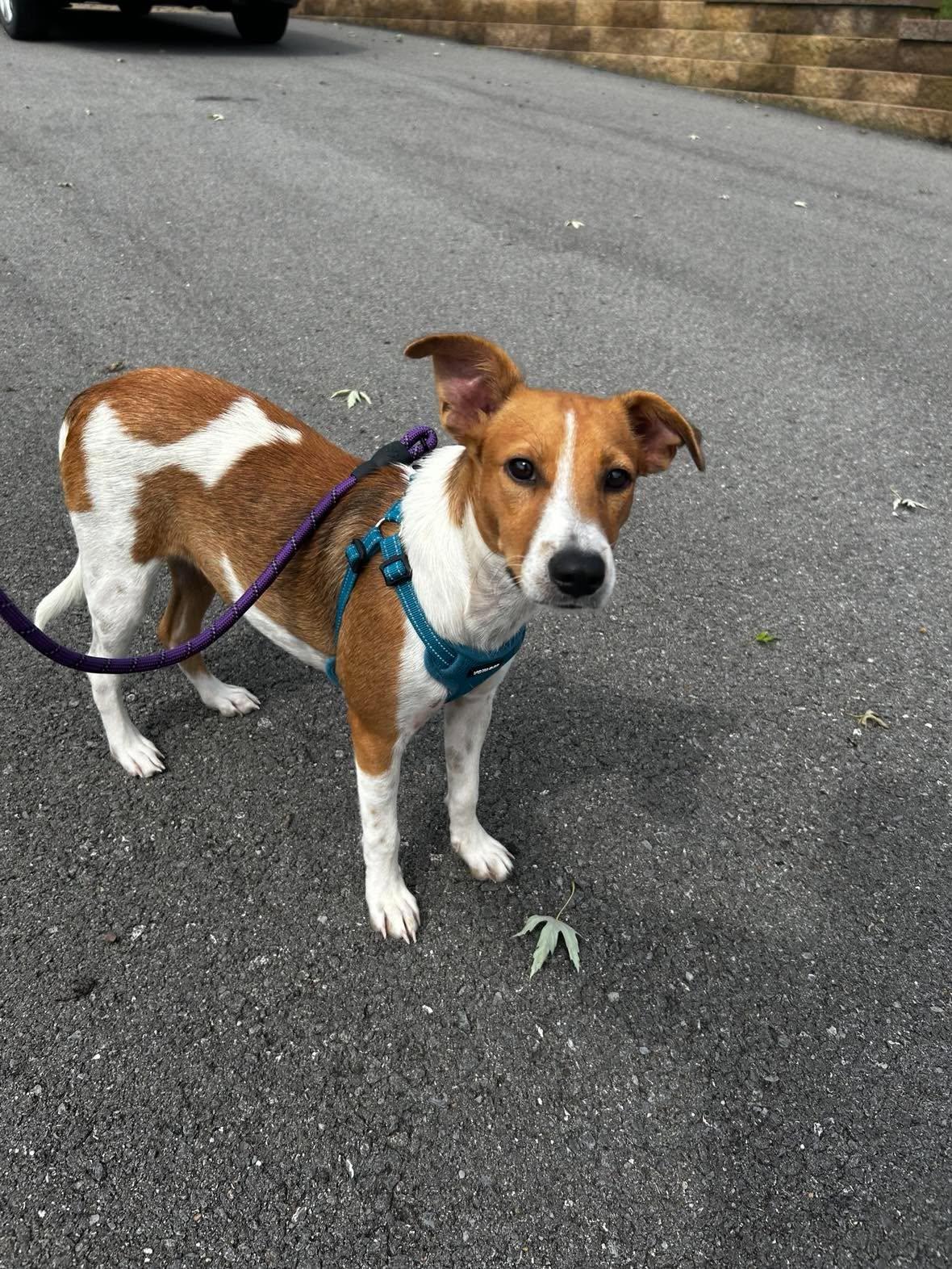Enlarge Finn, a Adoptable mixed breed in Pittsburg, PA image 3/6