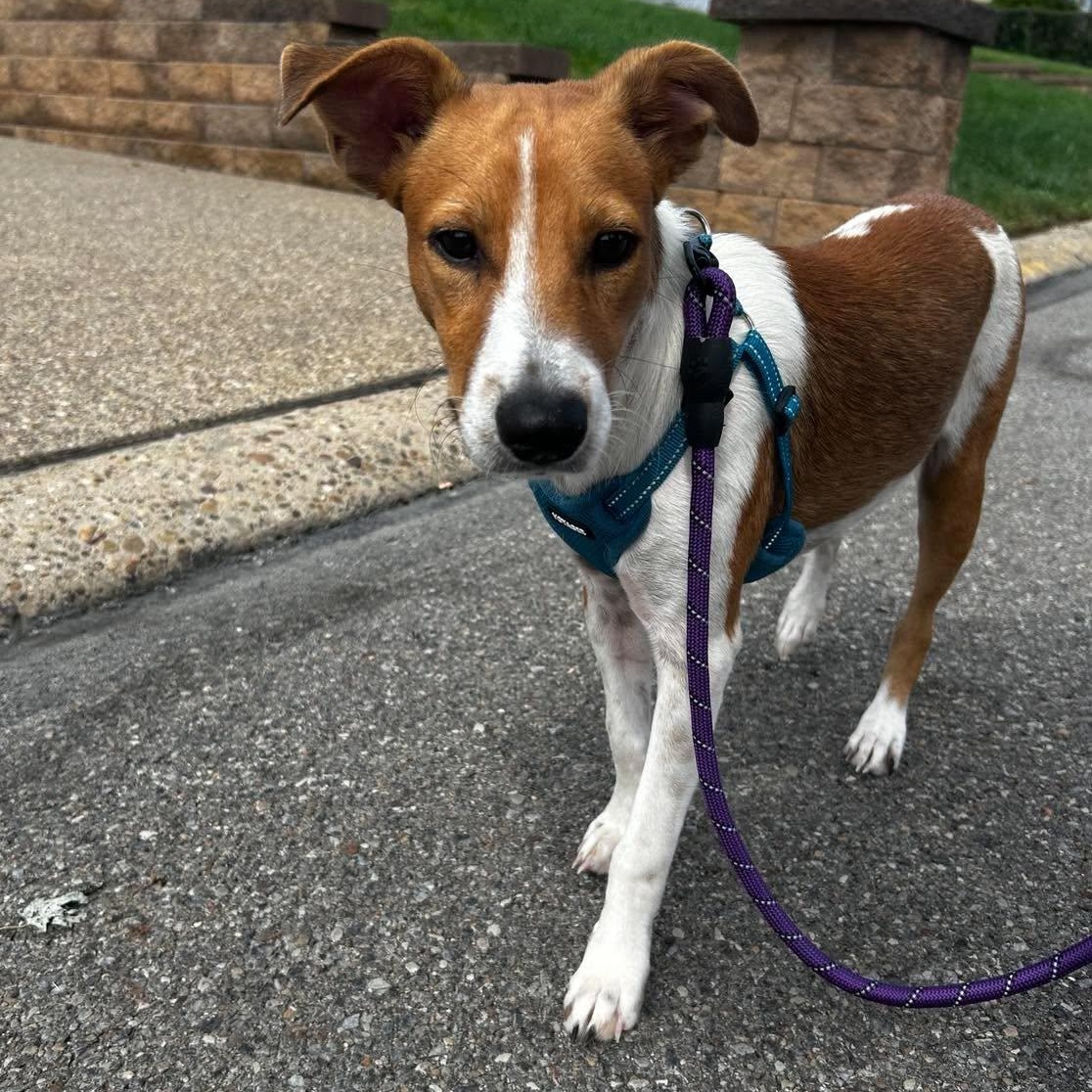 Enlarge Finn, a Adoptable mixed breed in Pittsburg, PA image 1/6