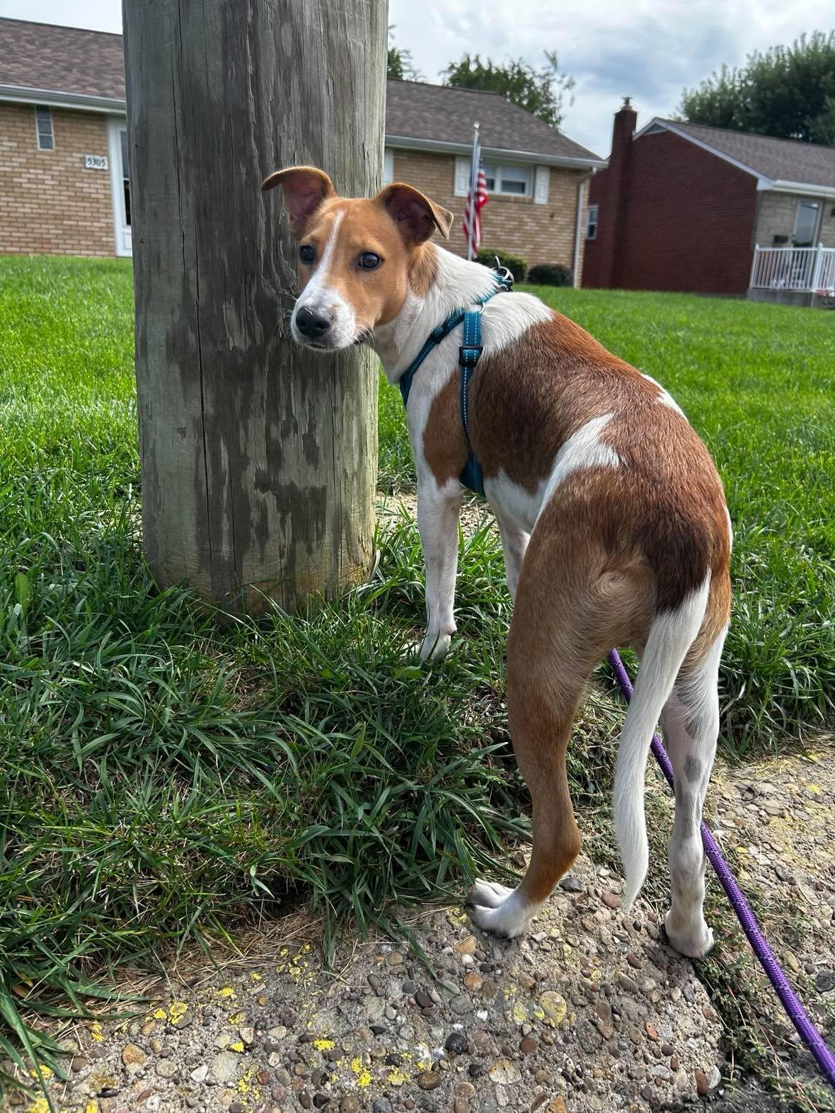 Enlarge Finn, a Adoptable mixed breed in Pittsburg, PA image 5/6