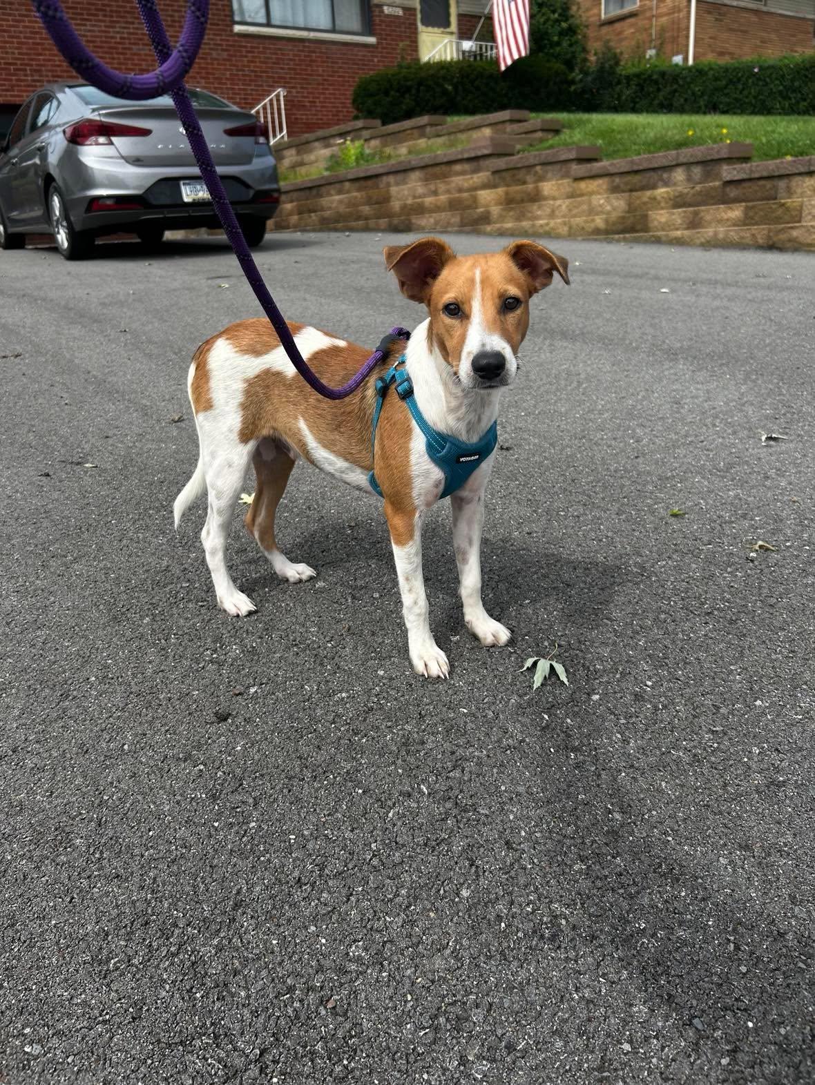 Enlarge Finn, a Adoptable mixed breed in Pittsburg, PA image 4/6