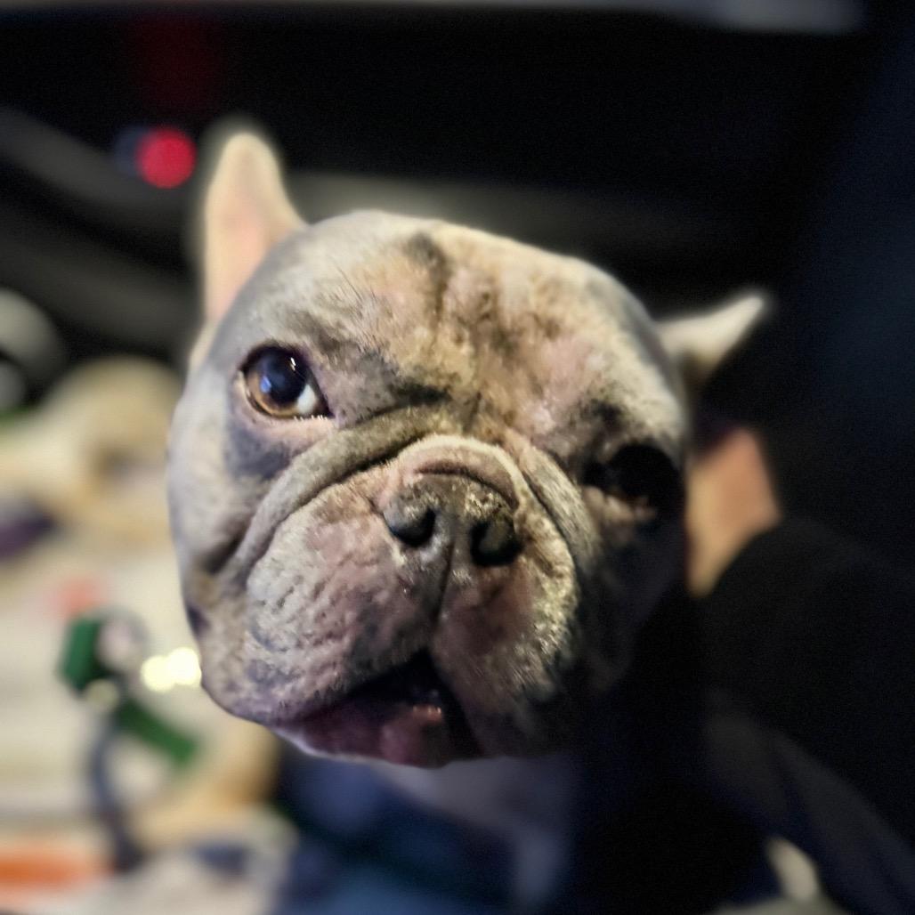 Enlarge Meko, a Adoptable French Bulldog in Huber Heights, OH image 1/2