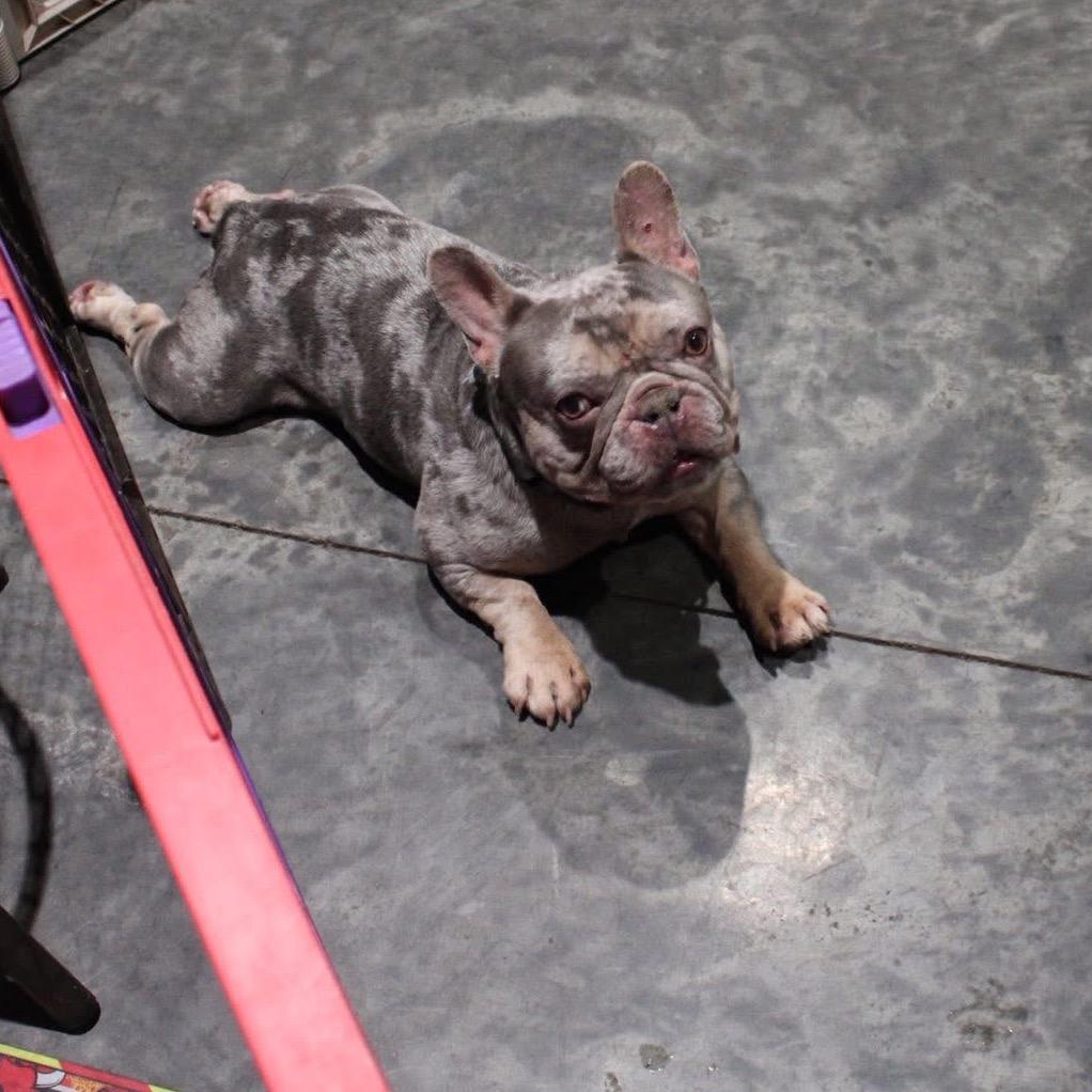 Enlarge Meko, a Adoptable French Bulldog in Huber Heights, OH image 2/2