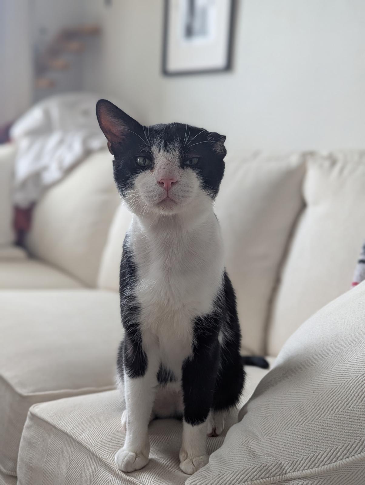 Winston, a Adoptable Domestic Short Hair in Brooklyn, NY image 1/5