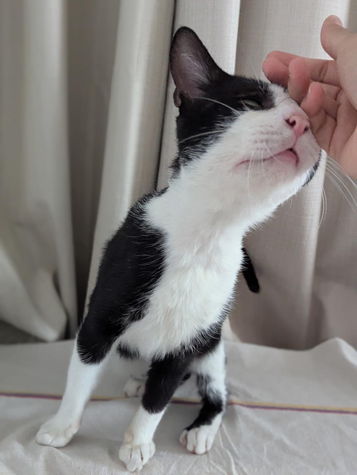 Winston, a Adoptable Domestic Short Hair in Brooklyn, NY image 2/5