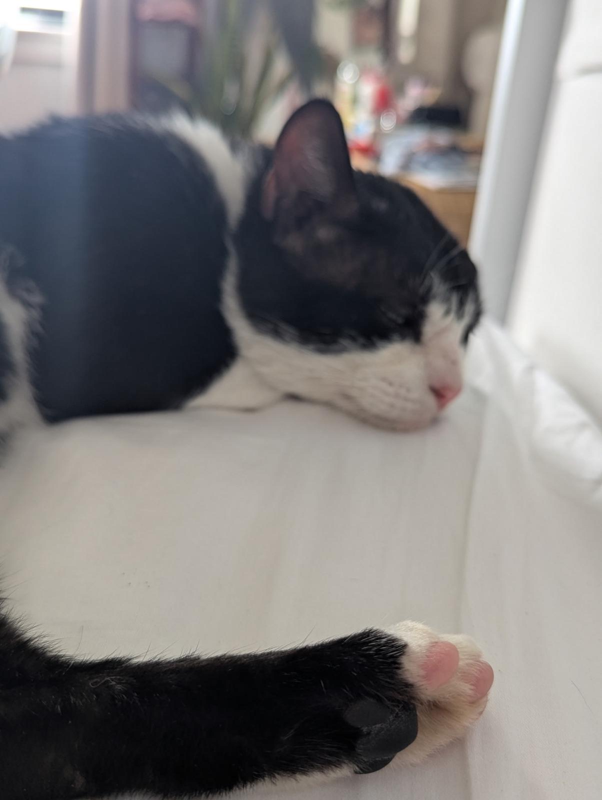 Winston, a Adoptable Domestic Short Hair in Brooklyn, NY image 3/5