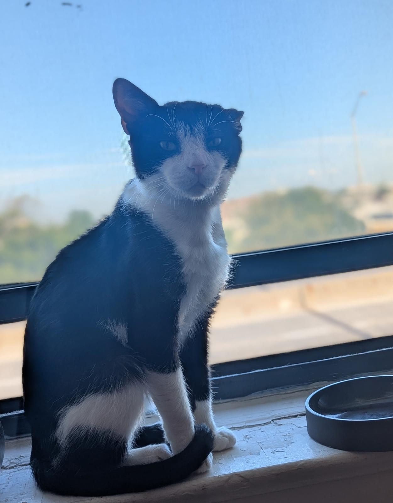 Winston, a Adoptable Domestic Short Hair in Brooklyn, NY image 4/5