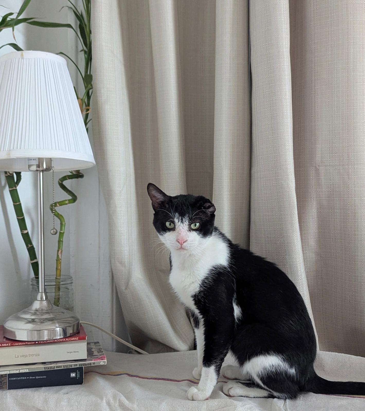 Winston, a Adoptable Domestic Short Hair in Brooklyn, NY image 5/5