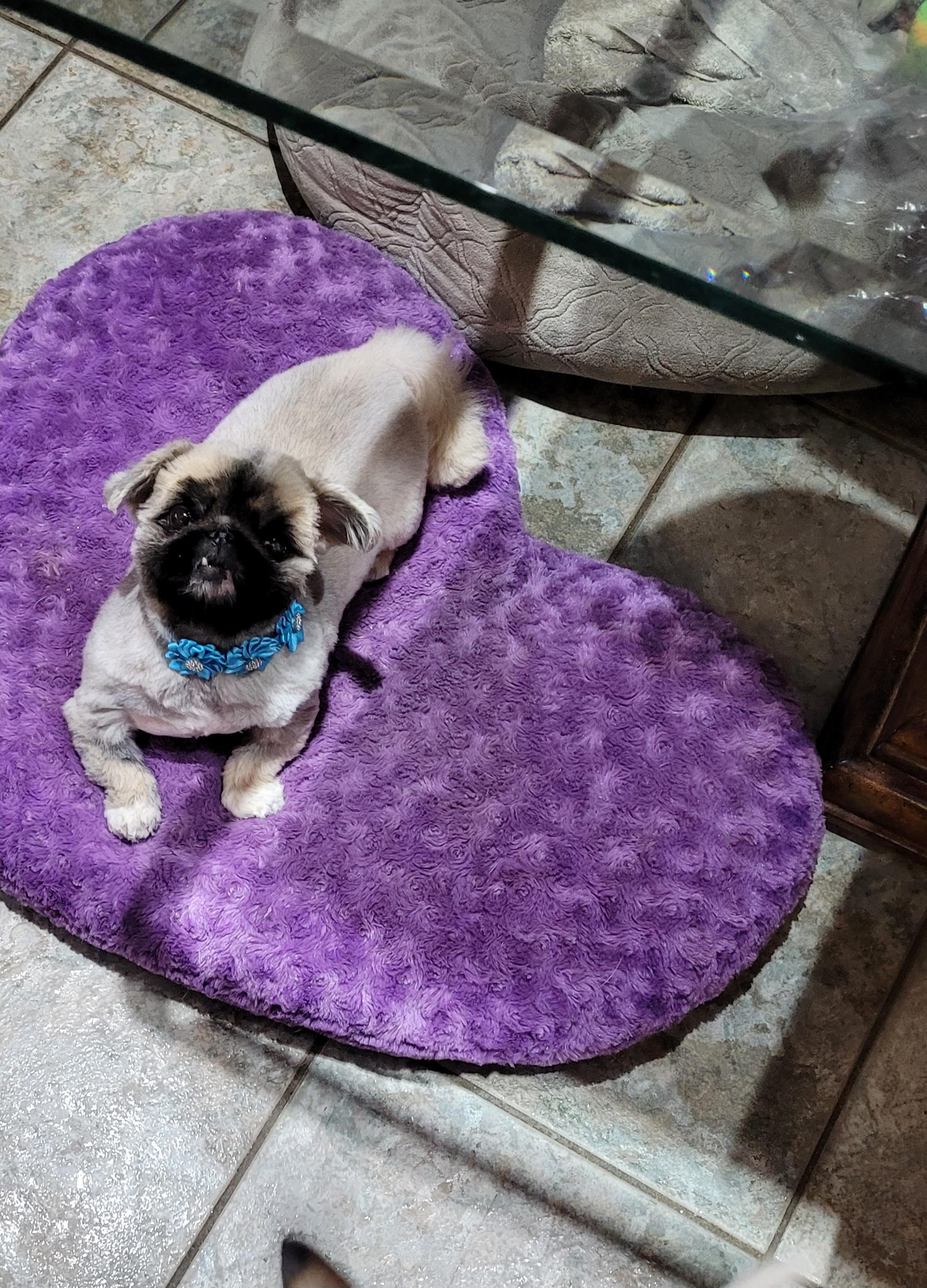 Enlarge Poupoune, TOTALLY ADORABLE!, a Adoptable Pekingese in Toronto, ON image 1/5