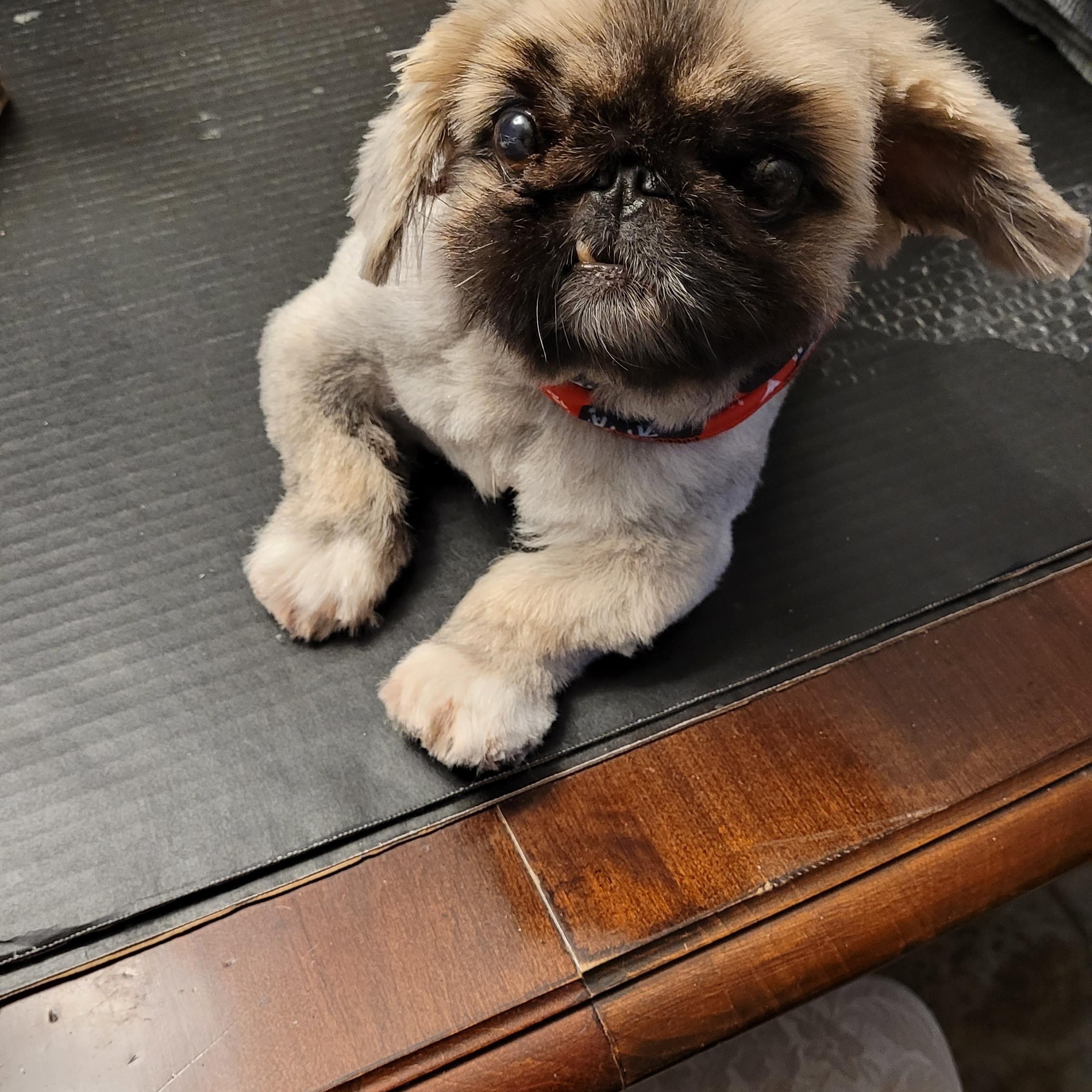Enlarge Poupoune, TOTALLY ADORABLE!, a Adoptable Pekingese in Toronto, ON image 5/5