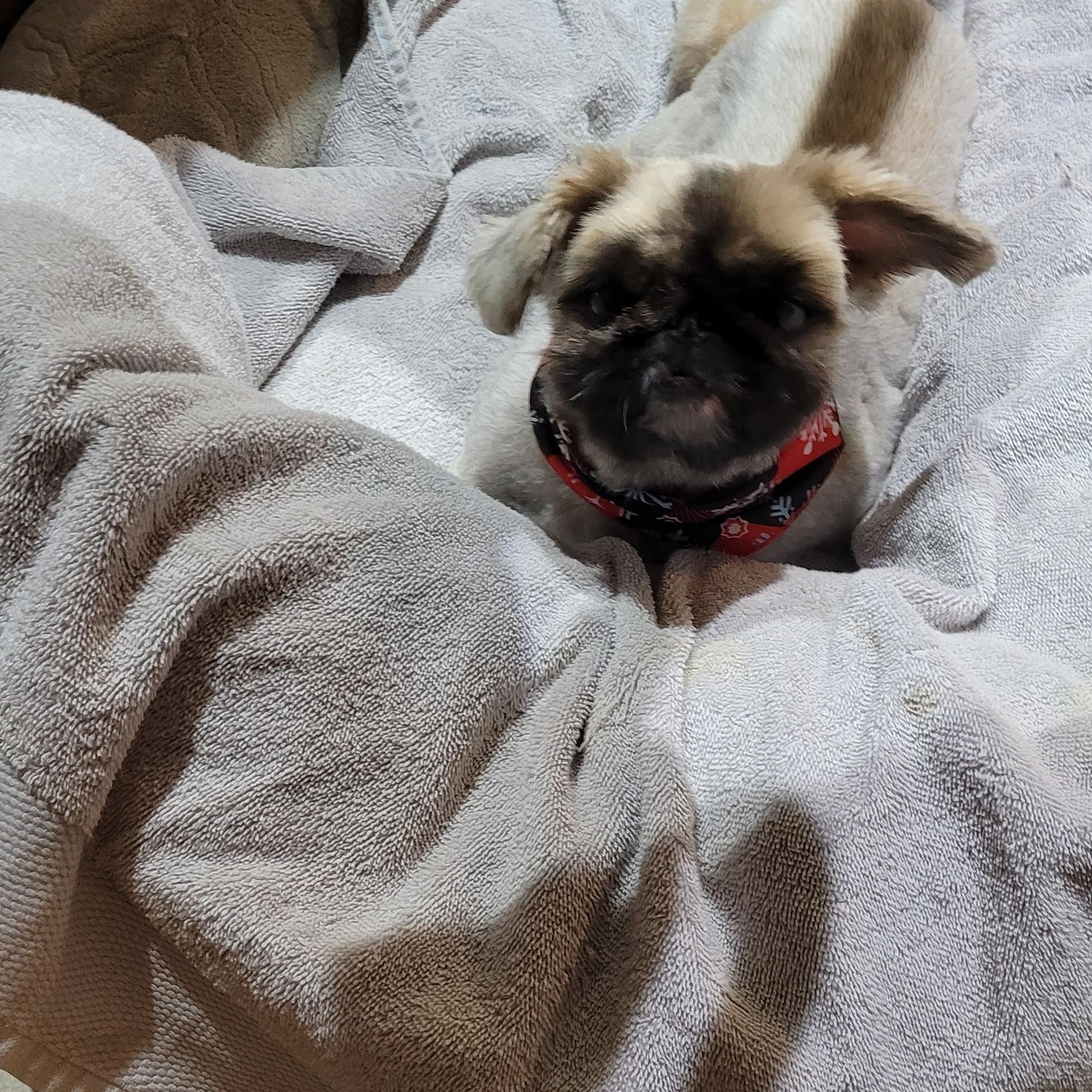 Enlarge Poupoune, TOTALLY ADORABLE!, a Adoptable Pekingese in Toronto, ON image 3/5