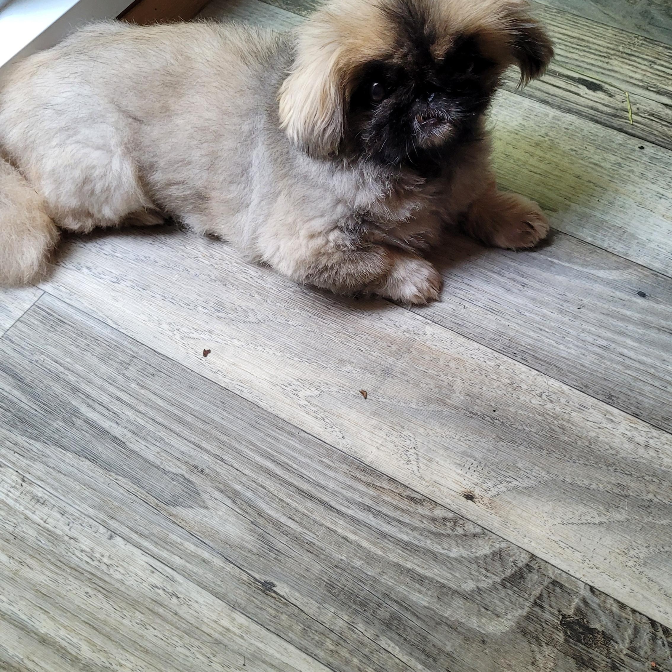 Enlarge Poupoune, TOTALLY ADORABLE!, a Adoptable Pekingese in Toronto, ON image 4/5