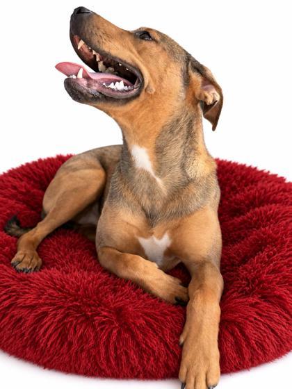 Lucy, Adoptable, Young Female Shepherd & Mixed Breed.
