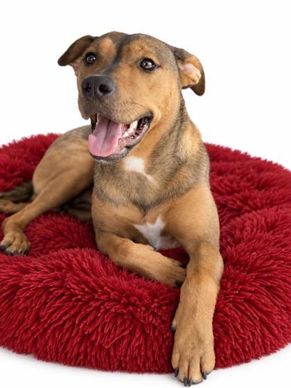 Enlarge Lucy, a Adoptable mixed breed in Bowling Green, KY image 2/3