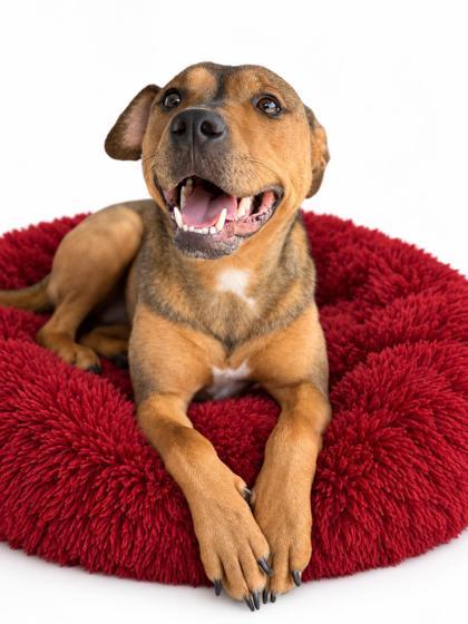 Enlarge Lucy, a Adoptable mixed breed in Bowling Green, KY image 3/3