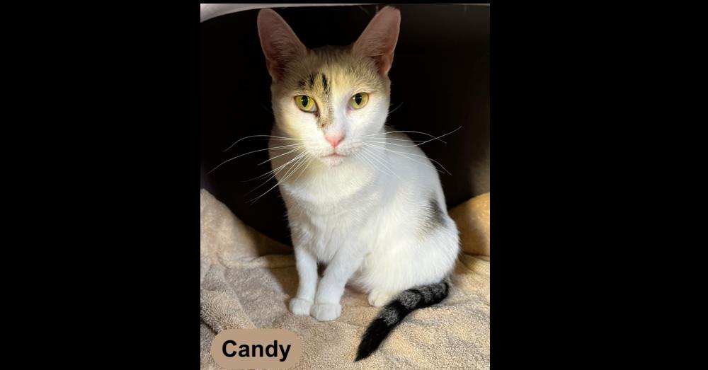 CANDY, Adoptable, Young Female Domestic Short Hair.