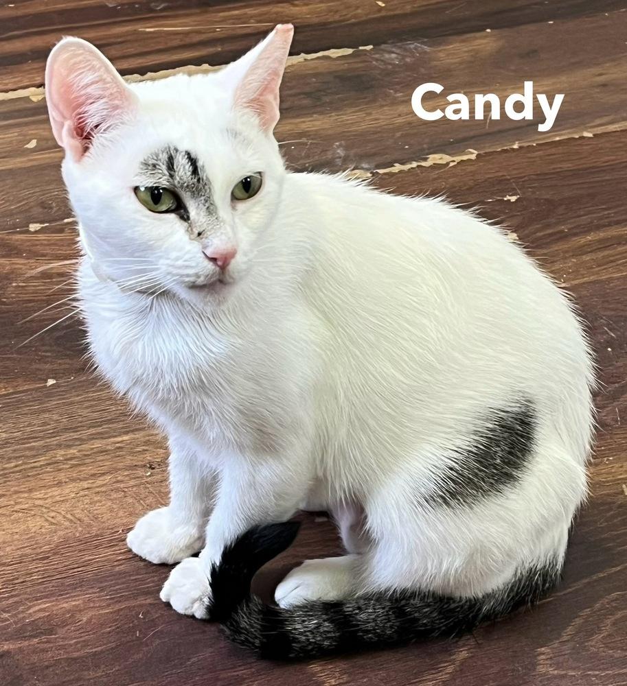 Enlarge CANDY, a Adoptable Domestic Short Hair in Chalfont, PA image 2/6