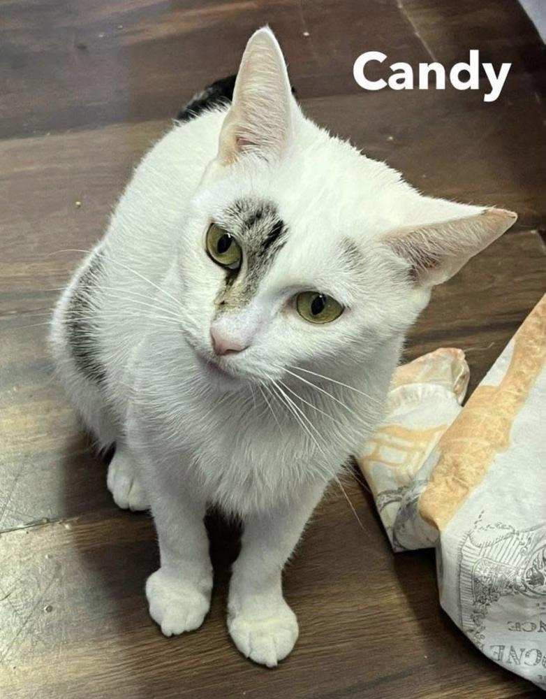 Enlarge CANDY, a Adoptable Domestic Short Hair in Chalfont, PA image 3/6
