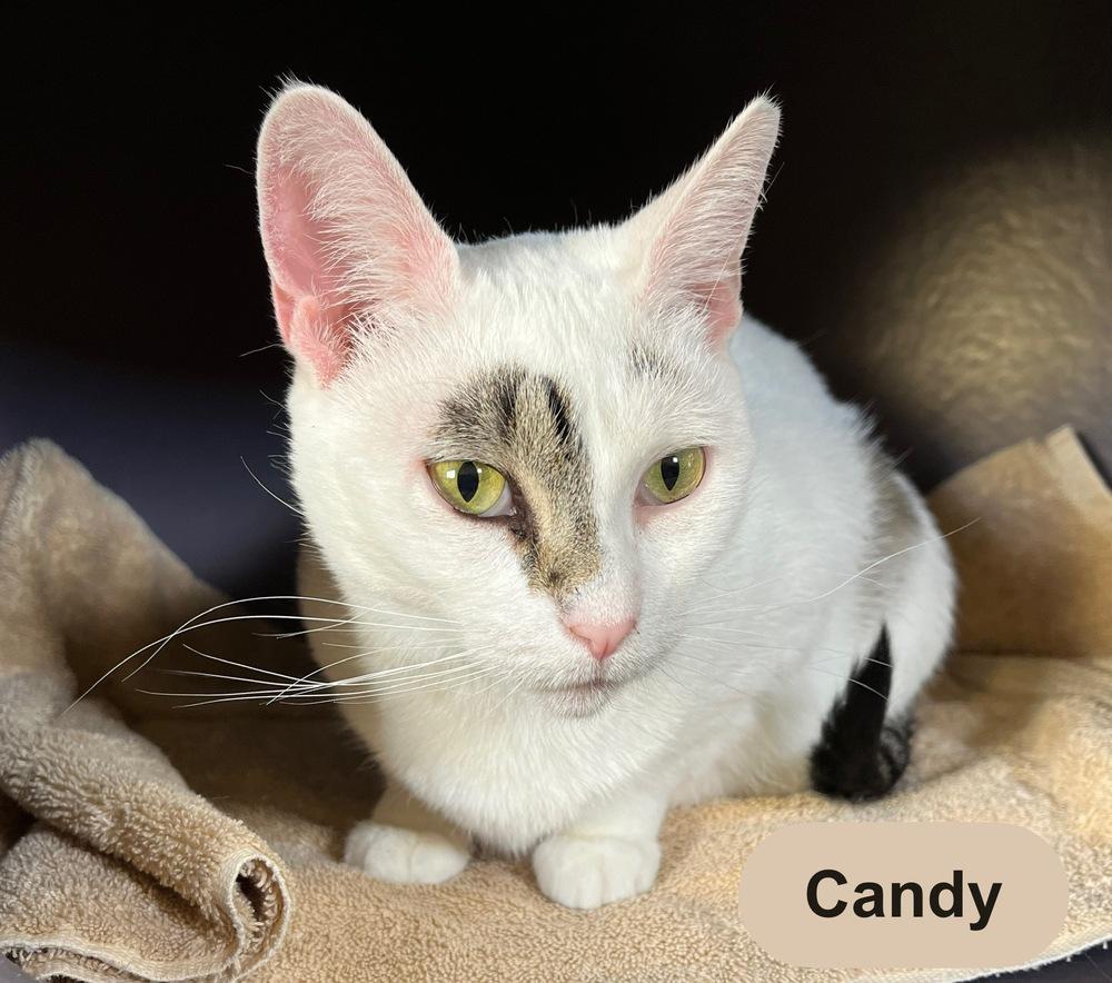 Enlarge CANDY, a Adoptable Domestic Short Hair in Chalfont, PA image 4/6