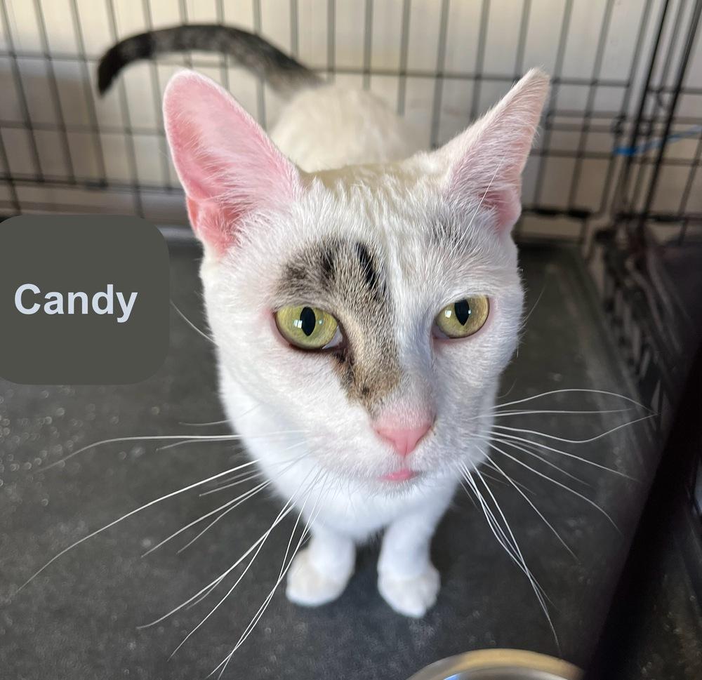 Enlarge CANDY, a Adoptable Domestic Short Hair in Chalfont, PA image 5/6