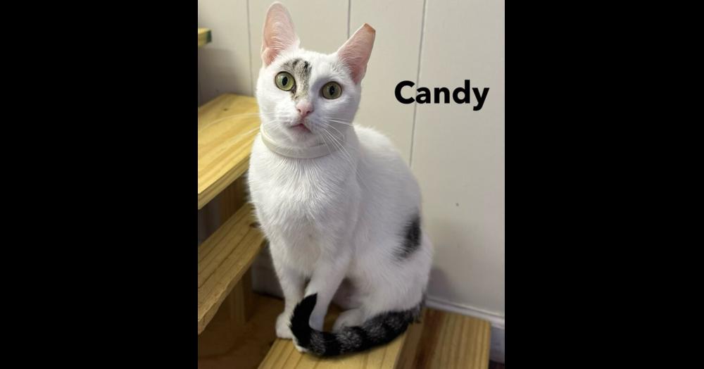 Enlarge CANDY, a Adoptable Domestic Short Hair in Chalfont, PA image 6/6