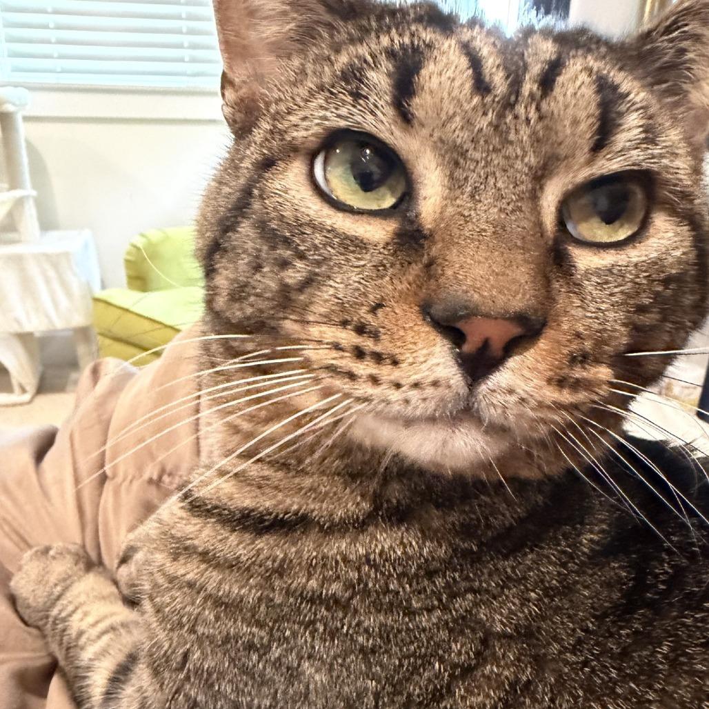 Enlarge The Great Gazoo, a Adoptable mixed breed in Woodinville, WA image 1/6