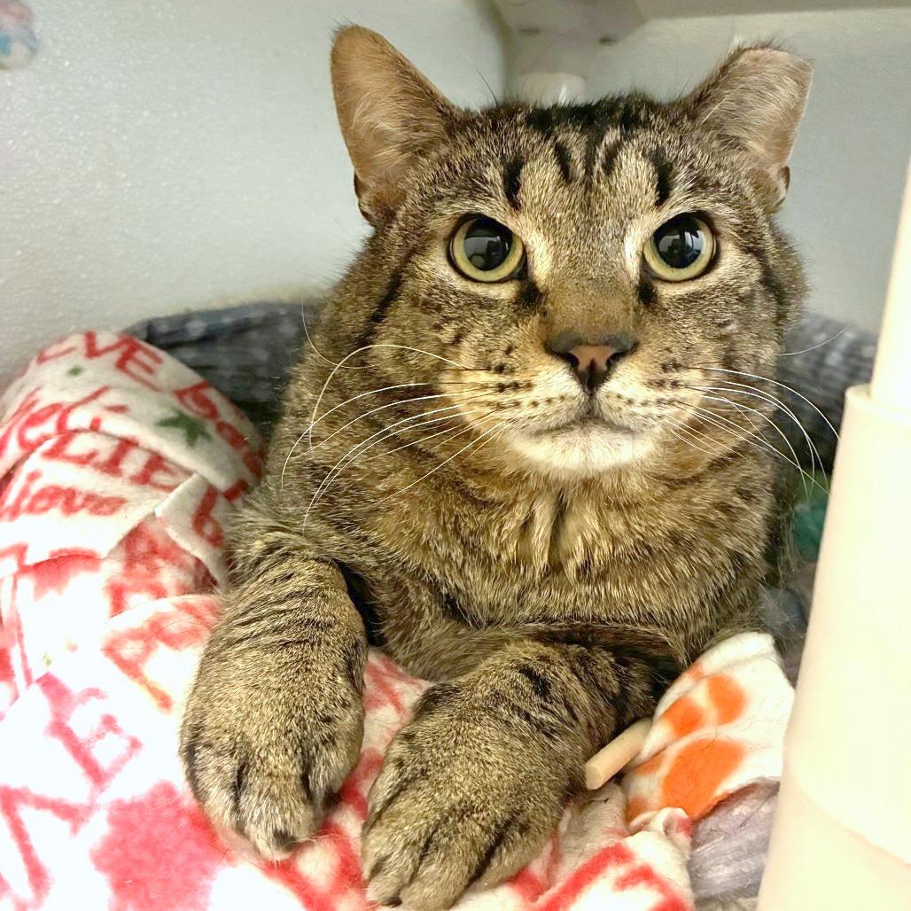 The Great Gazoo, Adoptable, Young Male Domestic Short Hair.