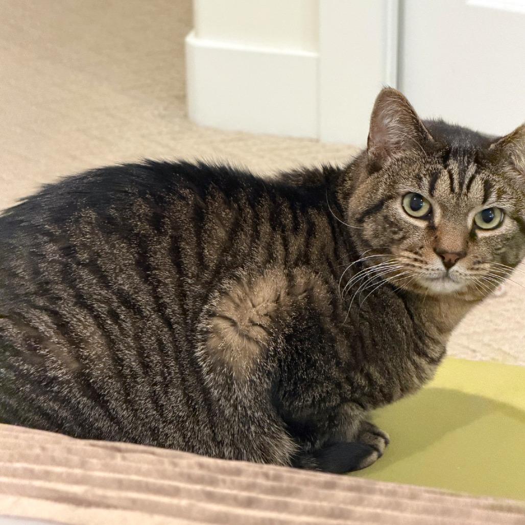 Enlarge The Great Gazoo, a Adoptable mixed breed in Woodinville, WA image 3/6