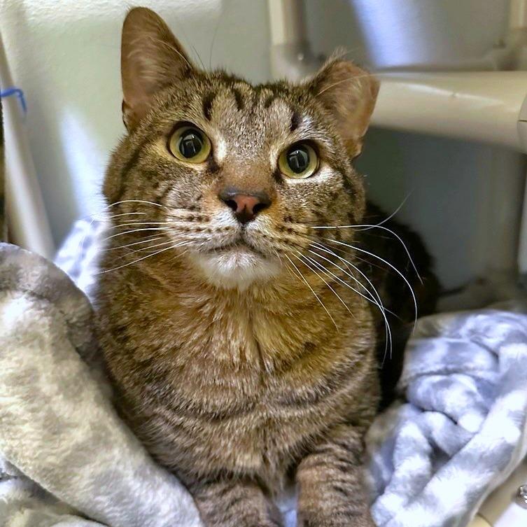 Enlarge The Great Gazoo, a Adoptable mixed breed in Woodinville, WA image 2/3