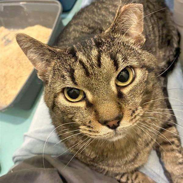 Enlarge The Great Gazoo, a Adoptable mixed breed in Woodinville, WA image 3/3