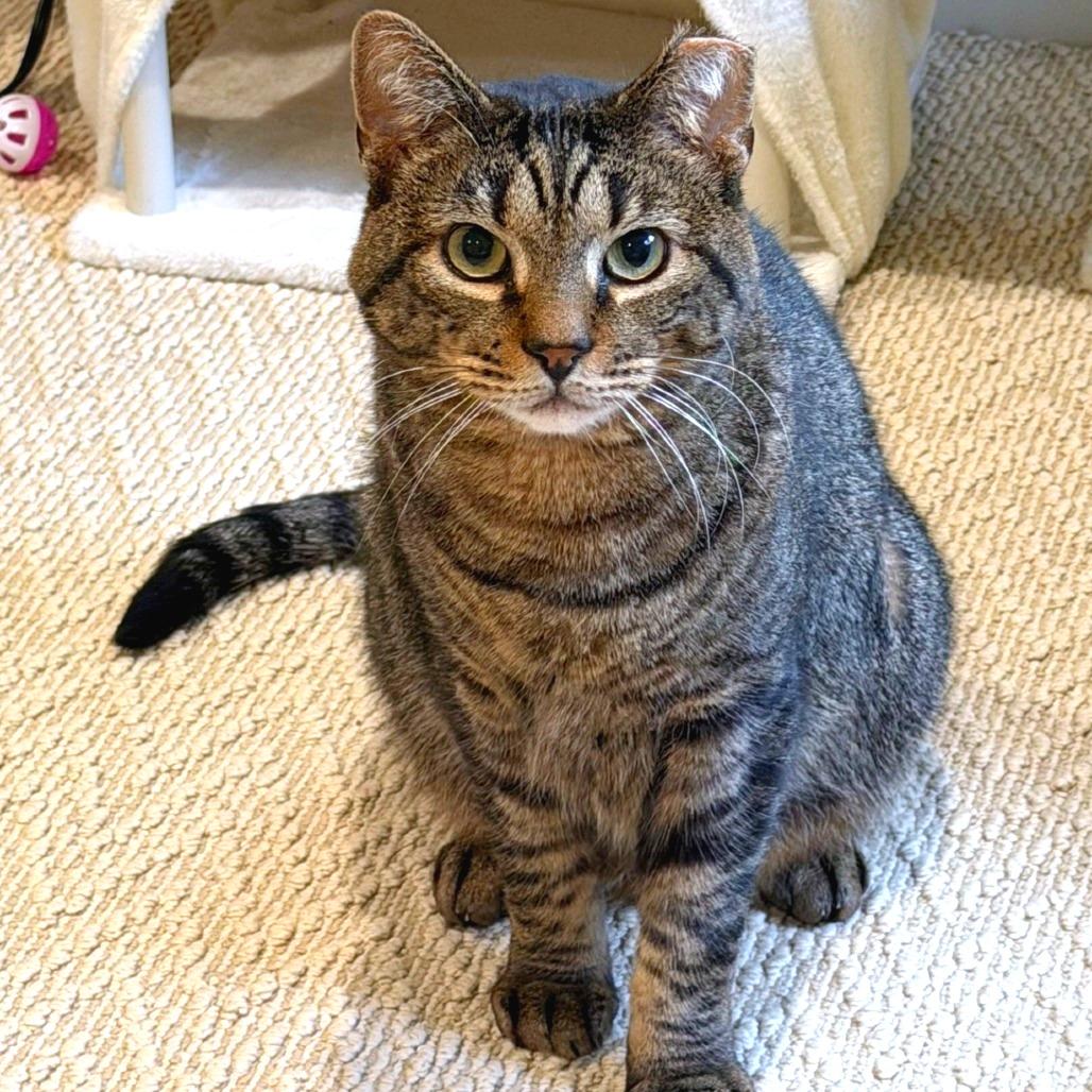 Enlarge The Great Gazoo, a Adoptable mixed breed in Woodinville, WA image 6/6