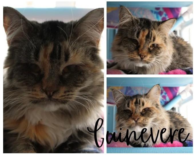 Guinevere- herpes- LONG TERM 9*11*25, Adoptable, Adult Female Domestic Long Hair.